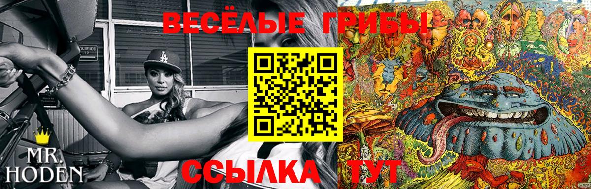 Псилоцибиновые грибы Psilocybine cubensis Лениногорск