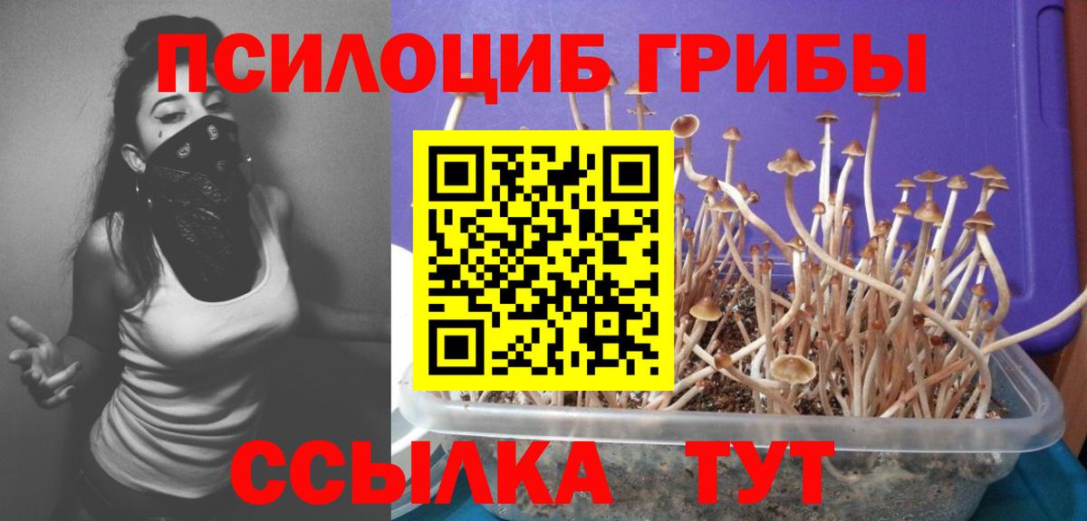 Галлюциногенные грибы Psilocybe  Вход с VPN  Лениногорск 
